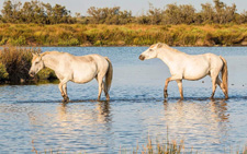 France-Provence-From Alpilles to Camargue